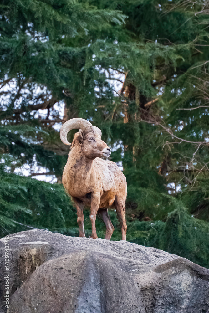 Naklejka premium 岩の上のムフロン