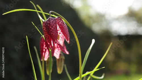 checkered daffodil fritillary flower in nature