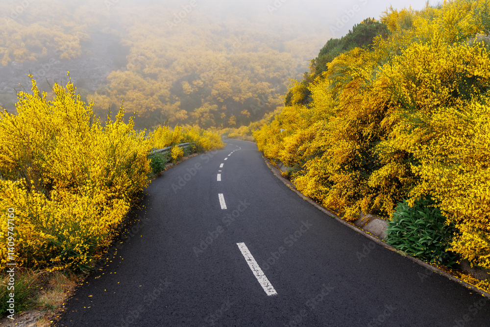 Mountain road in the central part of Madeira, surrounded by a flowering Madeira Broom shrubs, Portugal