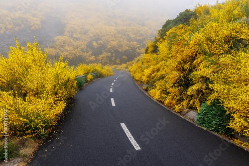 Obraz na płótnie Mountain road in the central part of Madeira, surrounded by a flowering Madeira Broom shrubs, Portugal w salonie