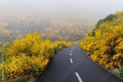 A mountain road in the central part of Madeira, surrounded by a flowering Madeira Broom shrubs, Portugal