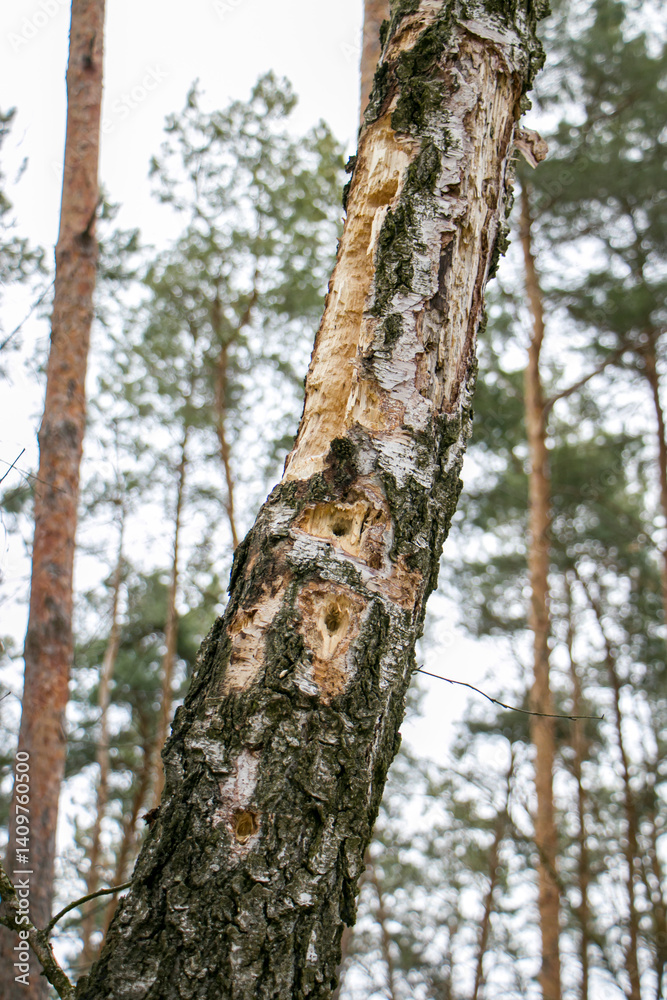 A birch trunk pierced by a woodpecker.
Traces of woodpecker work on an old birch trunk A birch trunk pierced by a woodpecker.
Traces of woodpecker work on an old birch trunk