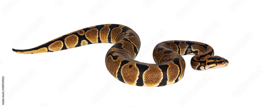 Naklejka premium Baby Ballpython or Python Regius snake, isolated cutout on a transparent background. Amazing almost golden colors and beautifull pattern.