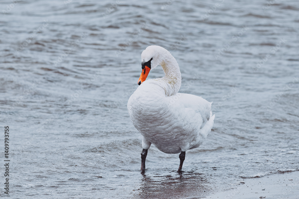 Obraz premium Swans in nature at Örby ängar in Helsingborg, Sweden.