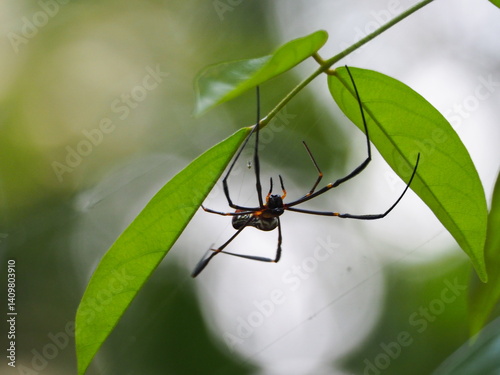 Large spider hanging from green leaves in a tropical forest with blurred background