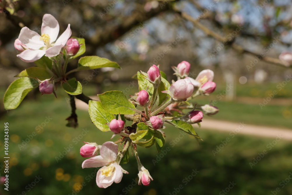 Obraz premium Frühling im Garten und in der Natur