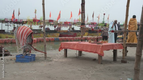 Wallpaper Mural Ayodhya , India-4 January 2025 The priest has tied a religious cow to perform the ritual of donating cows to the devotees at Ayodhya Uttar Pradesh India Torontodigital.ca