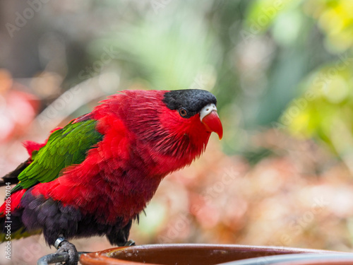 Black-capped Lory Portrait.
A striking Black-capped Lory with vibrant red body, green wings, black cap, and a bright red beak is captured in a close-up portrait.