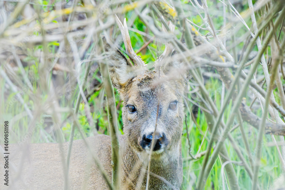 Ein Rehbock versteckt im dichten Unterholz