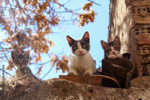 Photography Mother Cat and Her Kittens on the Roof in Athens, Greece