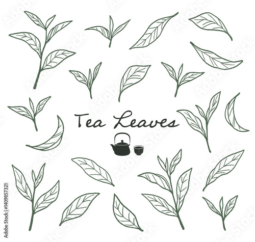 抹茶、緑茶など、日本茶の茶葉の線画イラスト