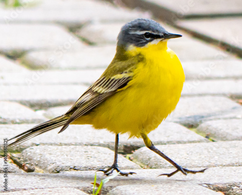Yellow wagtail photo