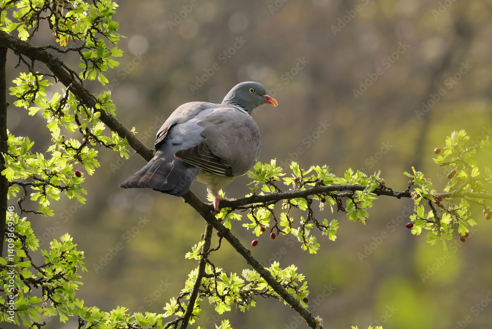 A wood pigeon sits on a spring hawthorn