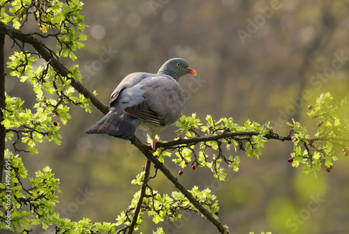Obraz na płótnie A wood pigeon sits on a spring hawthorn w salonie