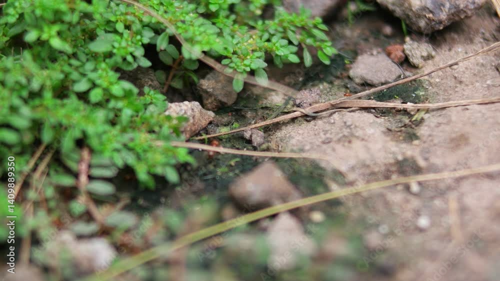 close up of red ant colony on the ground, ultra HD close up of red ant colony on the ground, ultra HD