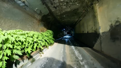 Dark Arched Tunnel With Flowing Water And Lush Green Ferns