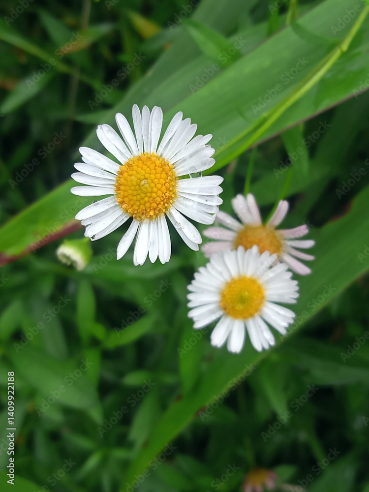 Obraz premium Selective Focus on Boltonia Montana Flower with Soft Background Blooms
