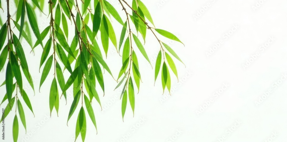 Fototapeta premium Long, slender willow branches on white canvas, white background, plant