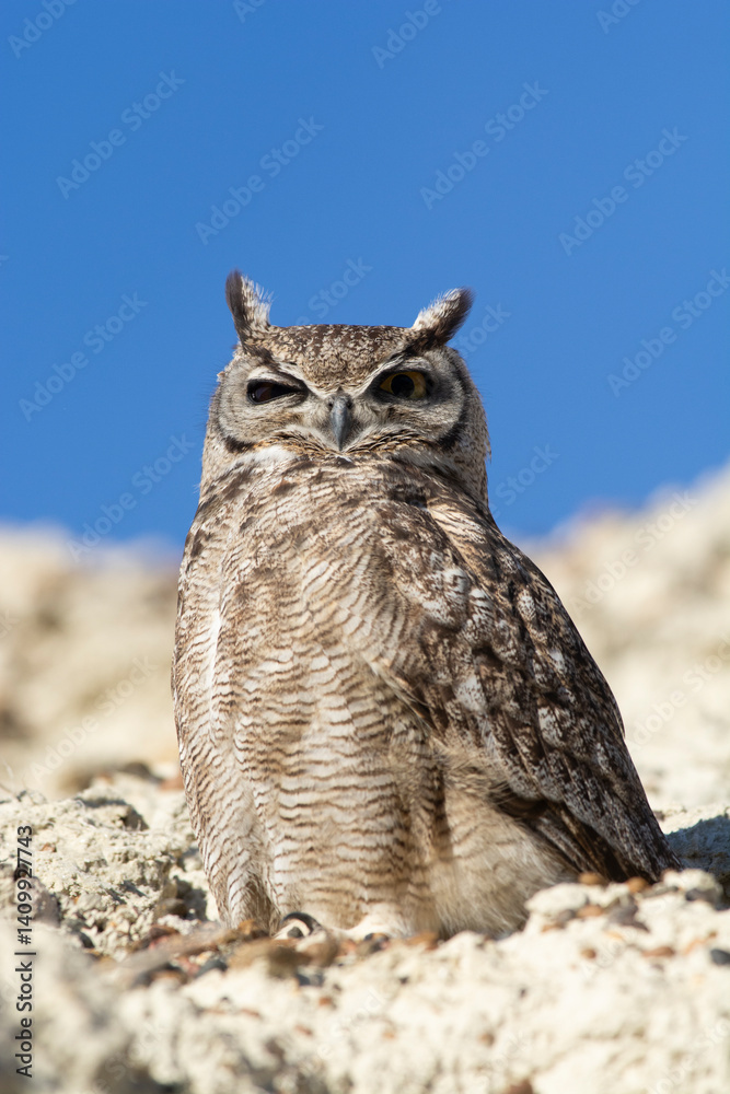 Obraz premium Great Horned Owl, Bubo virginianus nacurutu, Peninsula Valdes, Patagonia, Argentina.