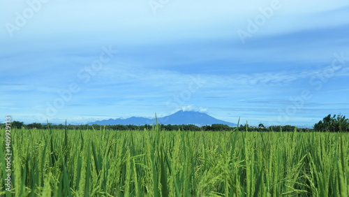 Wide view of a lush green rice paddy field with mountains in the background under a clear sky, capturing the beauty of rural farming landscapes