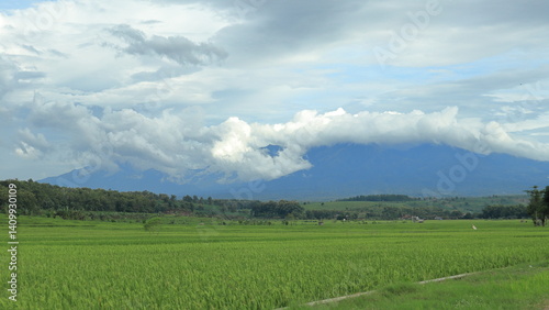Scenic view of a rice field stretching towards the mountains, with a winding road and power lines leading the eye through the landscape under a cloudy sky