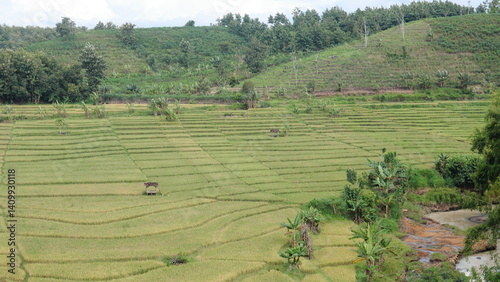 Scenic rice terraces on a lush green hill with plants and trees on the hillside, a small water stream flowing through, capturing the beauty of rural farming landscapes