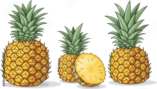 Pineapple Illustration vector design, Pineapple and pineapple slice in white background vector design