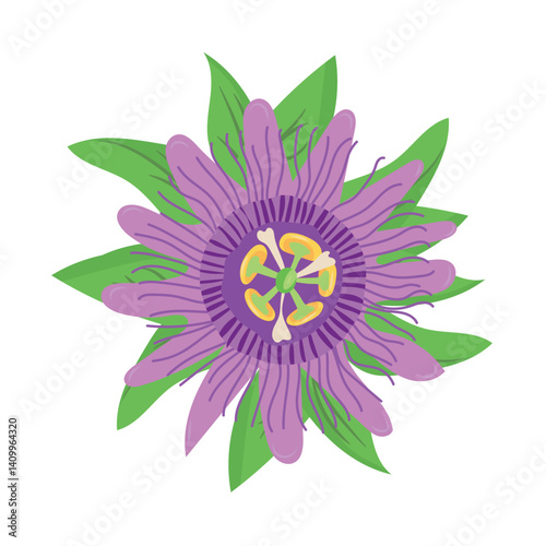 Passionflower, Maypop Vine, Passion Flower. Flat vector, clipart illustration isolated on white background.