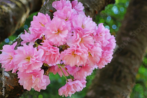 Pink sakura flowers against blue sky, blurred background