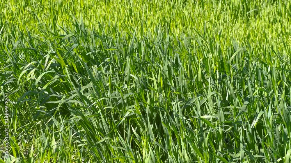 A lush green field with tall grass swaying gently in the wind. Sunlight highlights the vibrant shades of green, creating a peaceful and natural countryside atmosphere. A lush green field with tall grass swaying gently in the wind. Sunlight highlights the vibrant shades of green, creating a peaceful and natural countryside atmosphere.