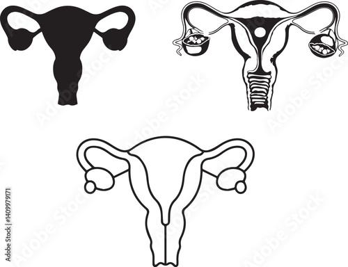 Female Reproductive System Anatomy Illustrations