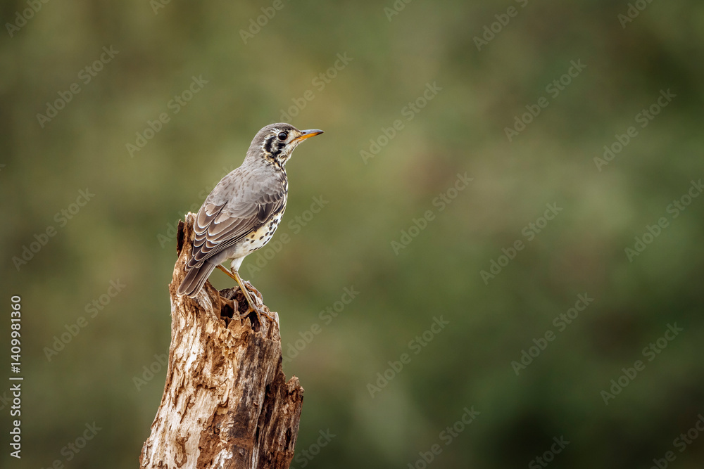 Groundscraper Thrush standing on a log isolated in natural background in Kruger National park, South Africa ; Specie Turdus litsitsirupa family of Turdidae