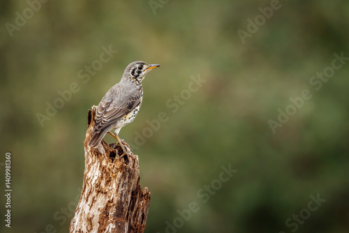 Obraz na płótnie Groundscraper Thrush standing on a log isolated in natural background in Kruger National park, South Africa ; Specie Turdus litsitsirupa family of Turdidae w salonie