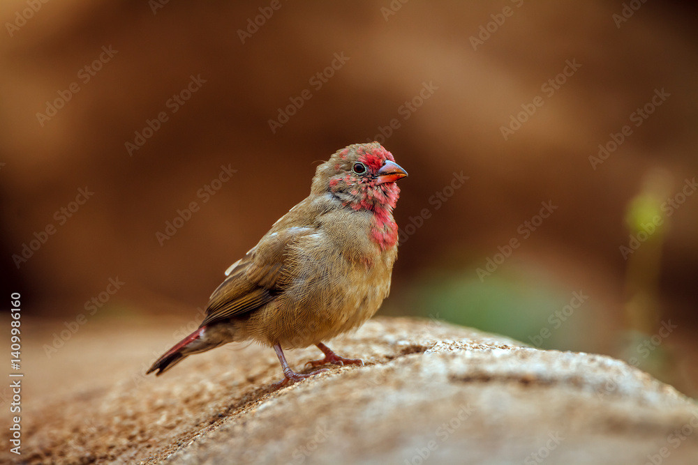 Red-billed Firefinch young male standing on a rock in Greater Kruger National park, South Africa ; Specie family Lagonosticta senegala of Estrildidae
