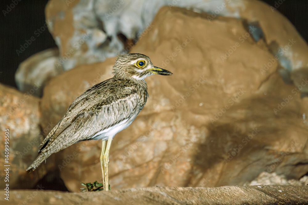 Water thick-knee standing in front of rocks in Greater Kruger National park, South Africa ; Specie Burhinus vermiculatus family of Burhinidae
