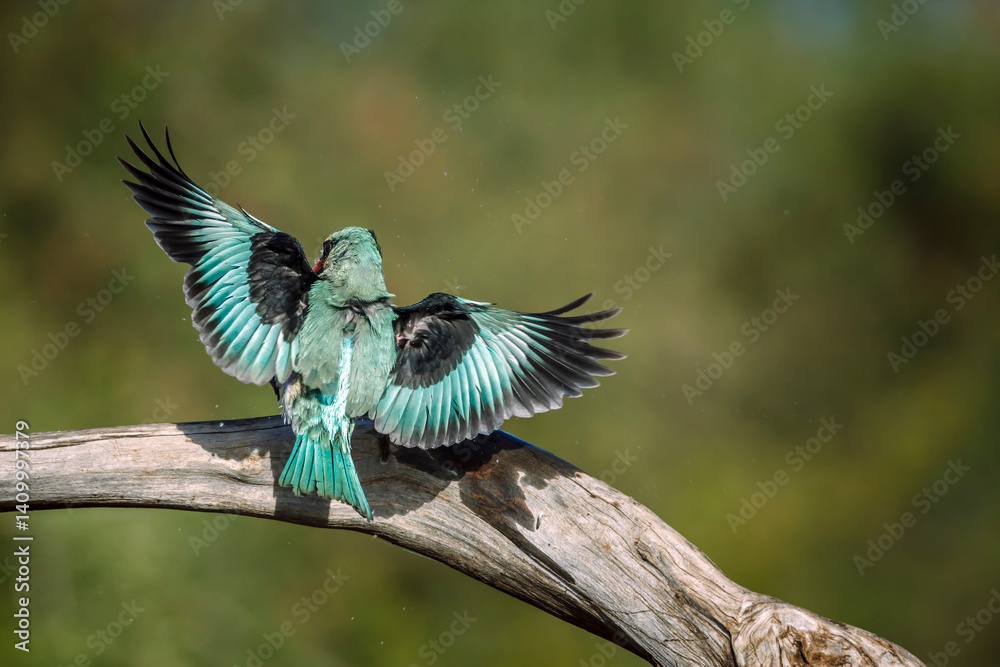 Woodland kingfisher spreading wings rear view in Greater Kruger National park, South Africa ; specie Halcyon senegalensis family of Alcedinidae