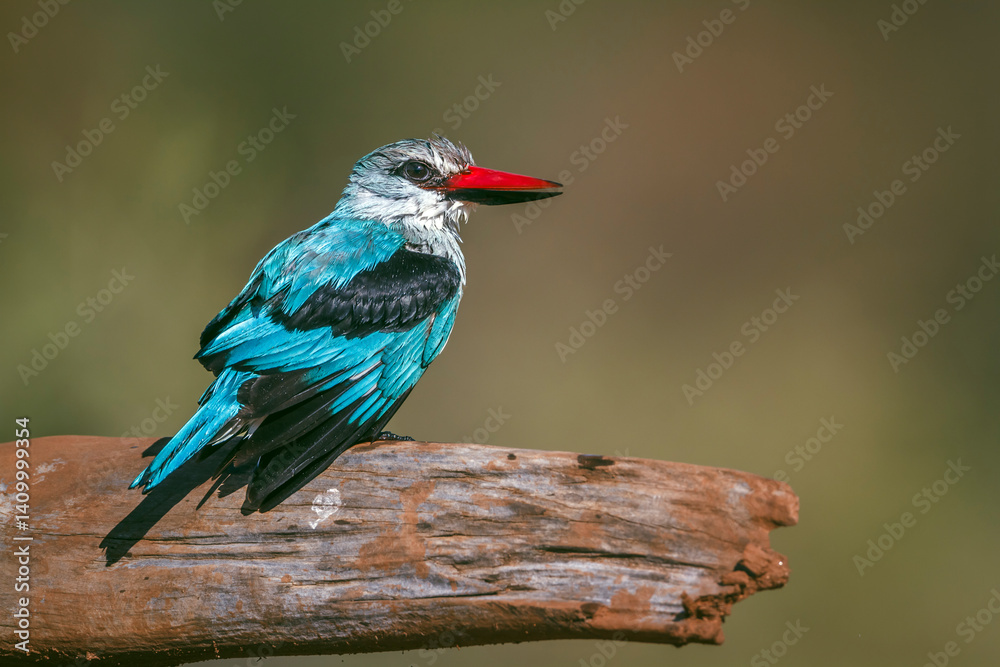 Woodland kingfisher standing on a log after bath in Greater Kruger National park, South Africa ; specie Halcyon senegalensis family of Alcedinidae