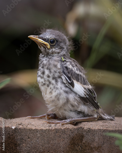 Baby mockingbird sitting on ground