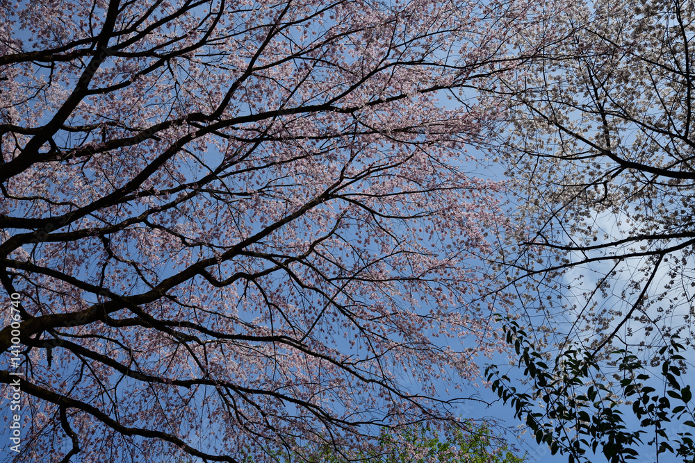 Obraz premium 樹木公園の江戸彼岸