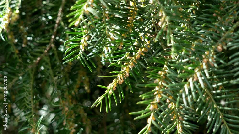 Branches of a blooming European yew illuminated by bright daylight close-up Branches of a blooming European yew illuminated by bright daylight close-up