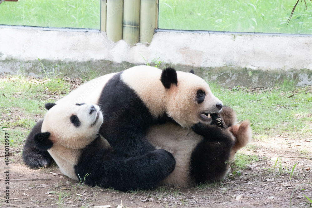 Fototapeta premium Two Playful Pandas, Yu Ai and Yu Ke, Chongqing