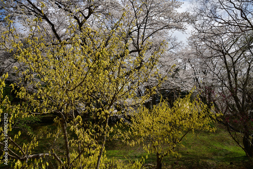 Obraz na płótnie 樹木公園のトサミヅキ w salonie