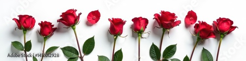 Obraz na płótnie Crimson roses' shadow, stark white canvas backdrop, elegant stems , visual, plant, still life w salonie