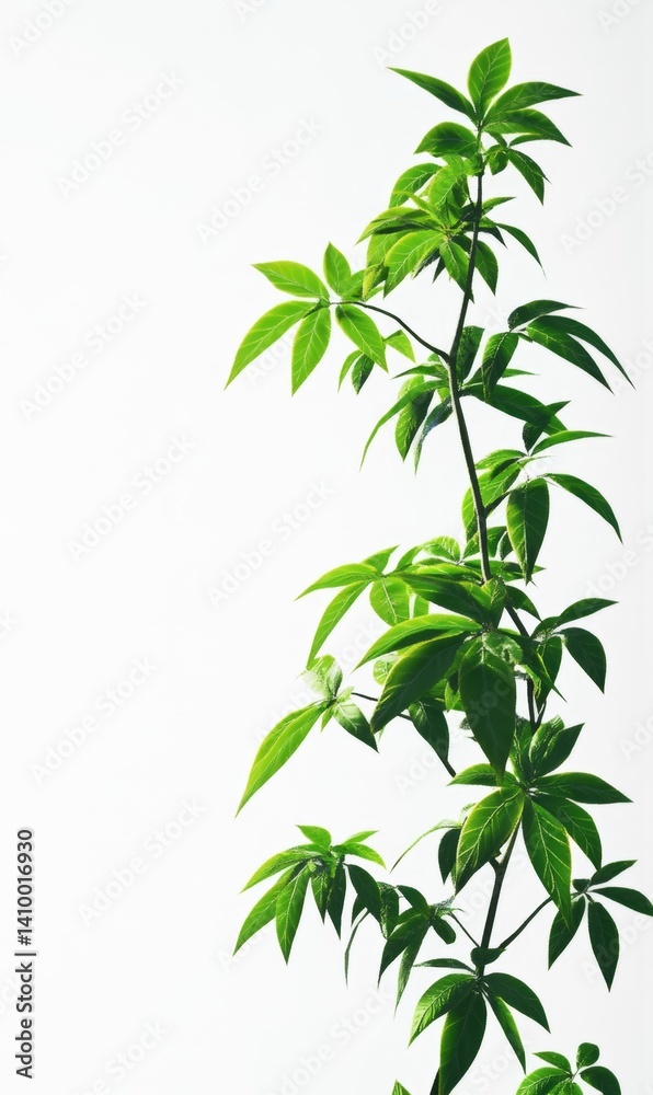 Fototapeta premium Lush green plant with vibrant foliage against a white background