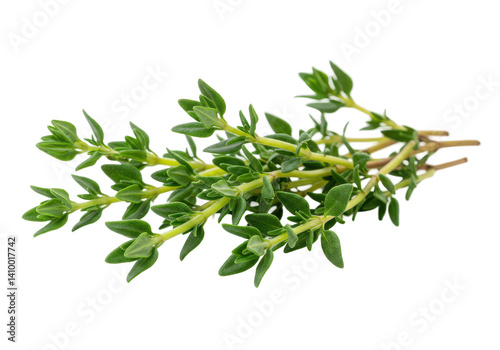 Fresh Thyme Sprigs isolated on white background