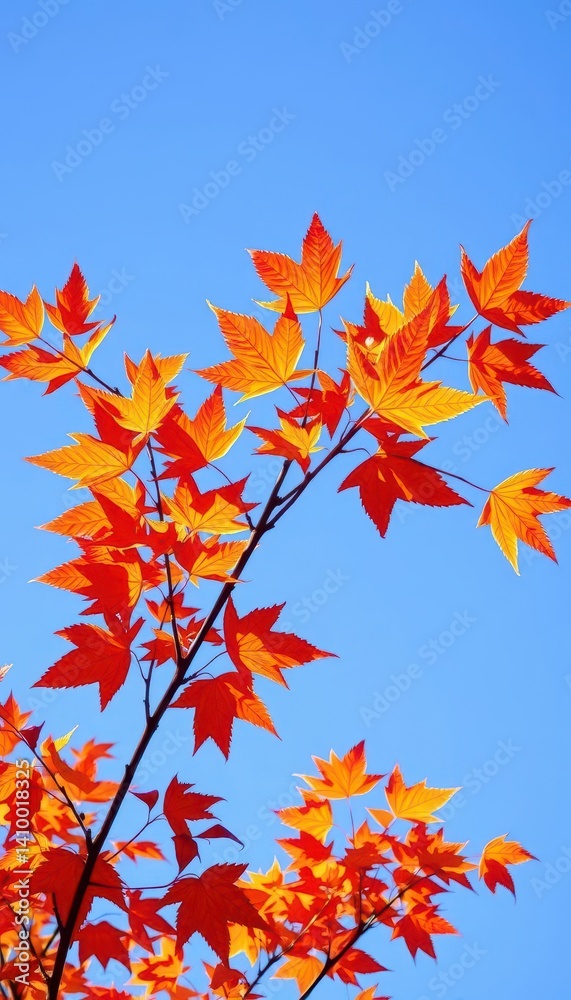 Vibrant autumn leaves against a clear blue sky, green, branch, red