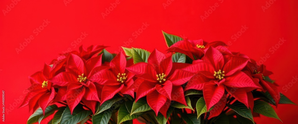 Vibrant red poinsettia blooms against a bold red backdrop, lush green foliage accents, blossom, seasonal