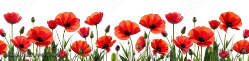 Obraz na płótnie Vibrant red poppies, lush bouquet, isolated on white , floral design, white background w salonie