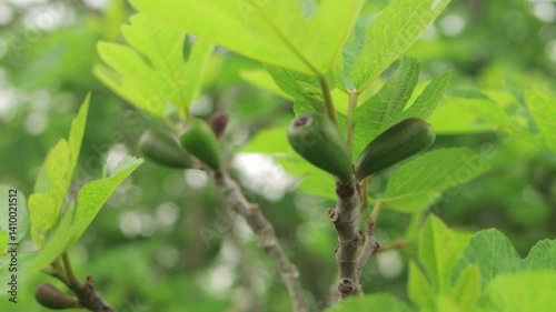 Wallpaper Mural Green figs ripening on branch, verdant leaves surrounding developing fruit, capturing growth stages in natural agricultural setting Torontodigital.ca
