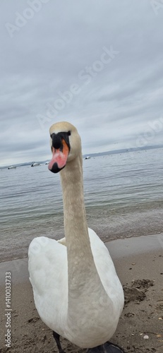swan on the sea